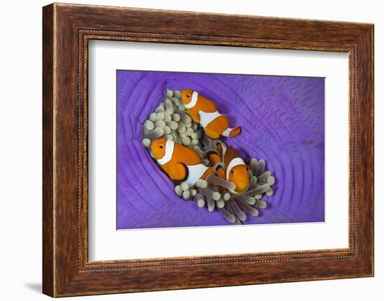 Three False clownfish in Sea anemone, Lighthouse Reef, Philippines, Pacific Ocean-Franco Banfi-Framed Photographic Print