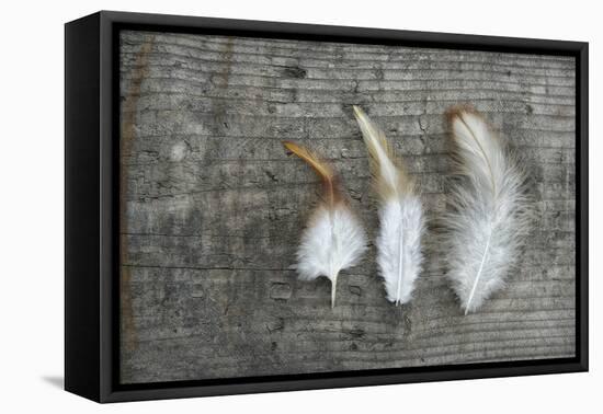 Three Feathers on Wood-Cora Niele-Framed Premier Image Canvas