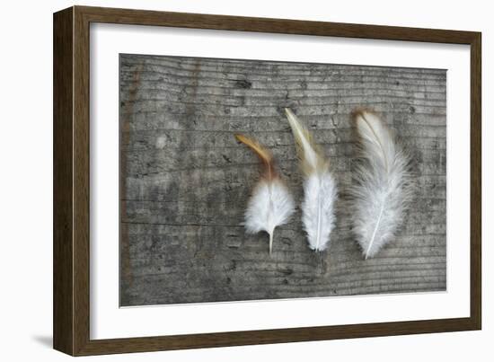 Three Feathers on Wood-Cora Niele-Framed Photographic Print