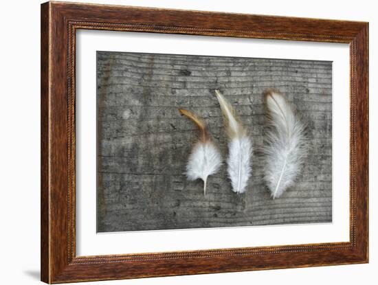 Three Feathers on Wood-Cora Niele-Framed Photographic Print