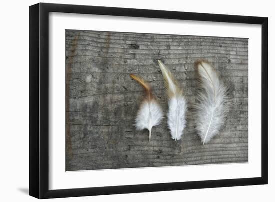 Three Feathers on Wood-Cora Niele-Framed Photographic Print