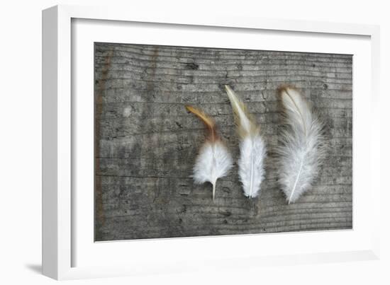 Three Feathers on Wood-Cora Niele-Framed Photographic Print