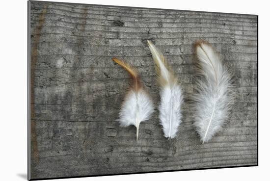 Three Feathers on Wood-Cora Niele-Mounted Photographic Print