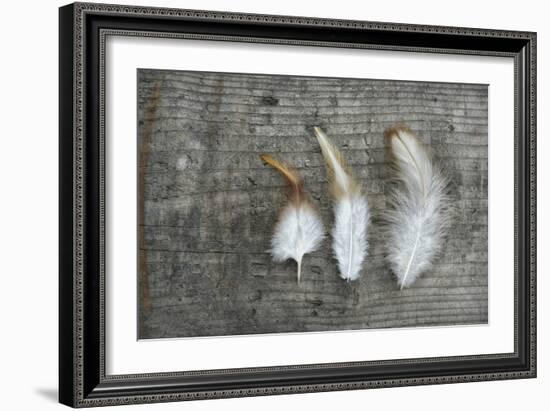 Three Feathers on Wood-Cora Niele-Framed Photographic Print