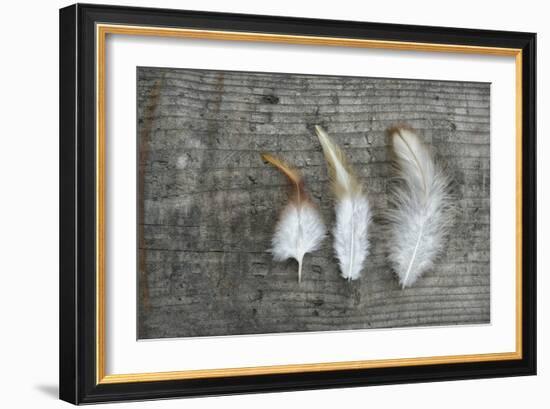 Three Feathers on Wood-Cora Niele-Framed Photographic Print