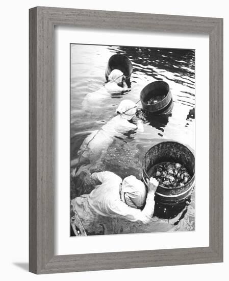 Three Female Mikimoto Pearl Divers with Buckets as They Prepare to Dive Down 20Ft. for Oysters-Alfred Eisenstaedt-Framed Photographic Print