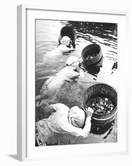 Three Female Mikimoto Pearl Divers with Buckets as They Prepare to Dive Down 20Ft. for Oysters-Alfred Eisenstaedt-Framed Photographic Print