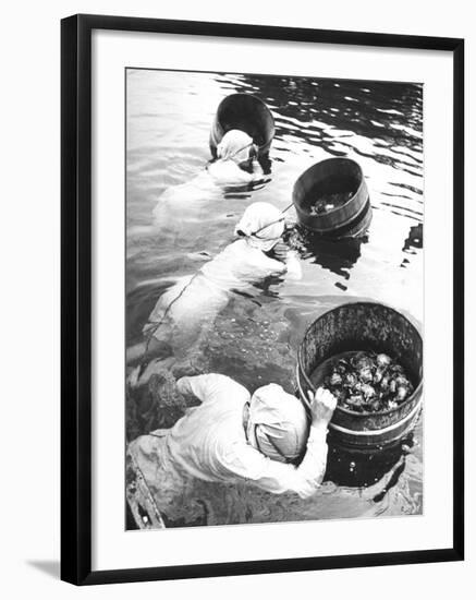 Three Female Mikimoto Pearl Divers with Buckets as They Prepare to Dive Down 20Ft. for Oysters-Alfred Eisenstaedt-Framed Photographic Print