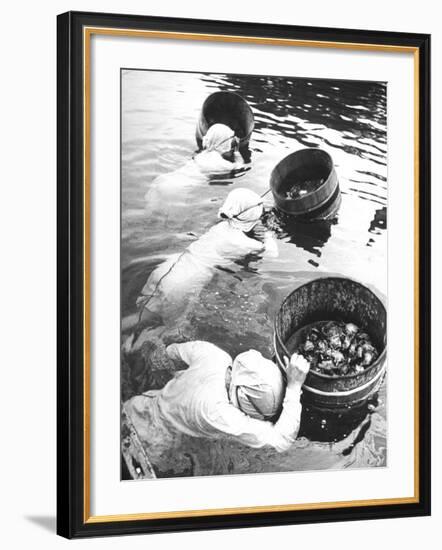 Three Female Mikimoto Pearl Divers with Buckets as They Prepare to Dive Down 20Ft. for Oysters-Alfred Eisenstaedt-Framed Photographic Print