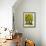 Three Fir Trees-Blenda Tyvoll-Framed Giclee Print displayed on a wall