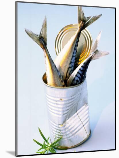Three Fish (Mackerel) in a Tin-Marc O^ Finley-Mounted Photographic Print