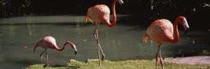 Three Flamingos Foraging by a Pond, Jungle Gardens, Sarasota, Florida, USA