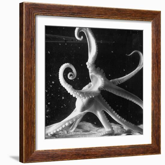 Three Foot Caribbean Octopus After Ripping Apart and Consuming a Blue Crab-Fritz Goro-Framed Photographic Print