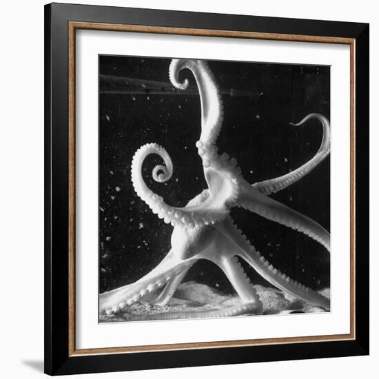 Three Foot Caribbean Octopus After Ripping Apart and Consuming a Blue Crab-Fritz Goro-Framed Photographic Print