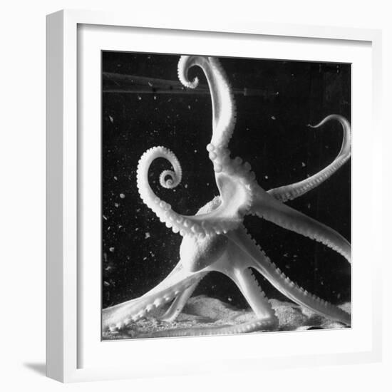 Three Foot Caribbean Octopus After Ripping Apart and Consuming a Blue Crab-Fritz Goro-Framed Photographic Print