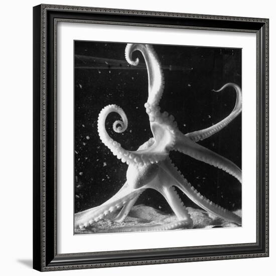 Three Foot Caribbean Octopus After Ripping Apart and Consuming a Blue Crab-Fritz Goro-Framed Photographic Print