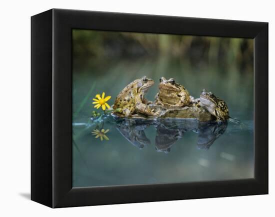 Three Frogs Sitting on Rock-moodboard-Framed Premier Image Canvas