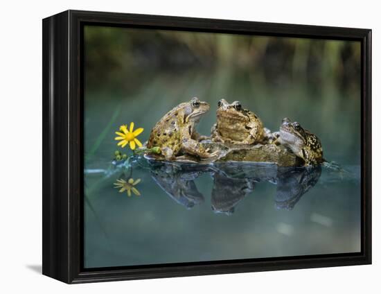 Three Frogs Sitting on Rock-moodboard-Framed Premier Image Canvas