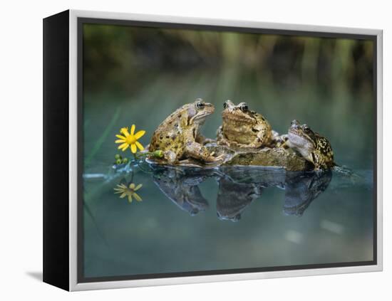 Three Frogs Sitting on Rock-moodboard-Framed Premier Image Canvas