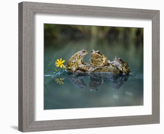 Three Frogs Sitting on Rock-moodboard-Framed Photographic Print