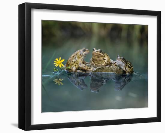 Three Frogs Sitting on Rock-moodboard-Framed Photographic Print