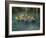 Three Frogs Sitting on Rock-moodboard-Framed Photographic Print