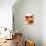 Three Fruit Tartlets-Joff Lee-Photographic Print displayed on a wall