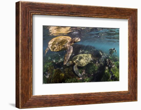 Three Galapagos Green Turtles (Chelonia Mydas Agassizii) Feeding on Seaweed Growing on Lava Rocks-Alex Mustard-Framed Photographic Print