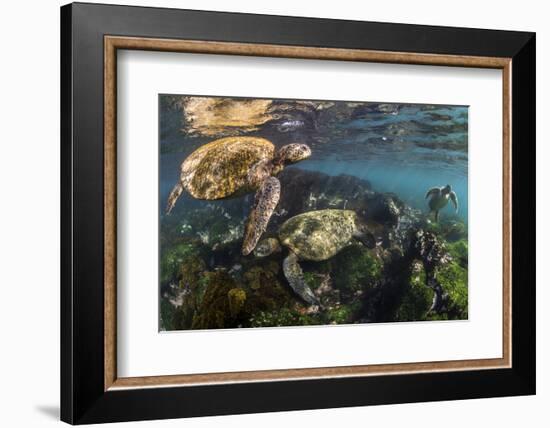 Three Galapagos Green Turtles (Chelonia Mydas Agassizii) Feeding on Seaweed Growing on Lava Rocks-Alex Mustard-Framed Photographic Print