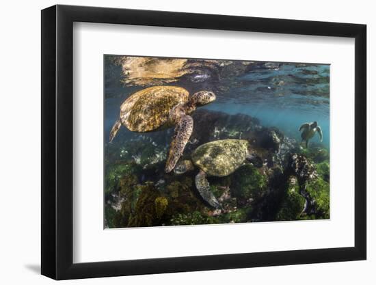 Three Galapagos Green Turtles (Chelonia Mydas Agassizii) Feeding on Seaweed Growing on Lava Rocks-Alex Mustard-Framed Photographic Print