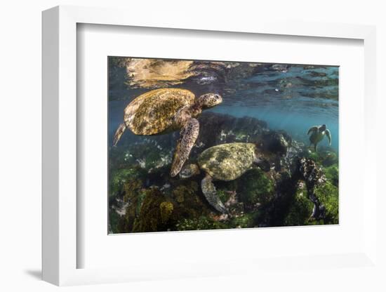 Three Galapagos Green Turtles (Chelonia Mydas Agassizii) Feeding on Seaweed Growing on Lava Rocks-Alex Mustard-Framed Photographic Print
