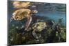 Three Galapagos Green Turtles (Chelonia Mydas Agassizii) Feeding on Seaweed Growing on Lava Rocks-Alex Mustard-Mounted Photographic Print