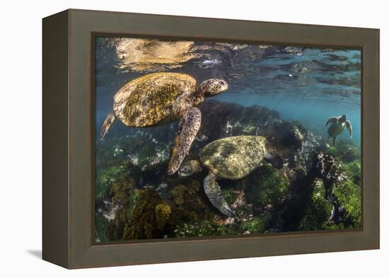 Three Galapagos Green Turtles (Chelonia Mydas Agassizii) Feeding on Seaweed Growing on Lava Rocks-Alex Mustard-Framed Premier Image Canvas