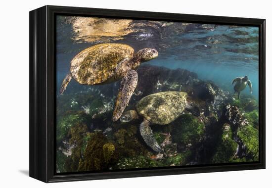 Three Galapagos Green Turtles (Chelonia Mydas Agassizii) Feeding on Seaweed Growing on Lava Rocks-Alex Mustard-Framed Premier Image Canvas