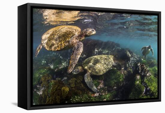 Three Galapagos Green Turtles (Chelonia Mydas Agassizii) Feeding on Seaweed Growing on Lava Rocks-Alex Mustard-Framed Premier Image Canvas