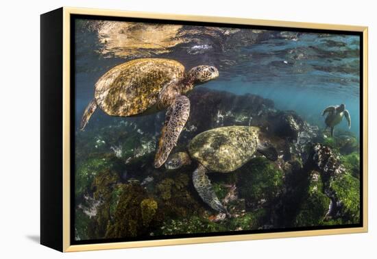 Three Galapagos Green Turtles (Chelonia Mydas Agassizii) Feeding on Seaweed Growing on Lava Rocks-Alex Mustard-Framed Premier Image Canvas