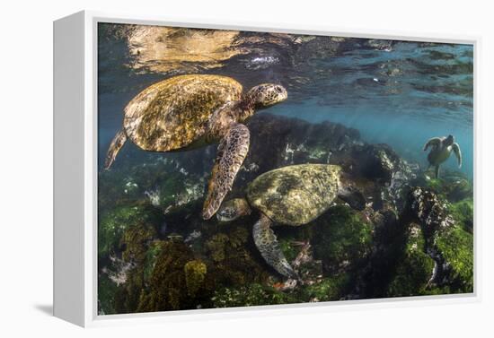 Three Galapagos Green Turtles (Chelonia Mydas Agassizii) Feeding on Seaweed Growing on Lava Rocks-Alex Mustard-Framed Premier Image Canvas