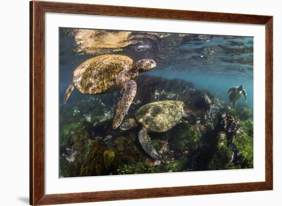 Three Galapagos Green Turtles (Chelonia Mydas Agassizii) Feeding on Seaweed Growing on Lava Rocks-Alex Mustard-Framed Photographic Print