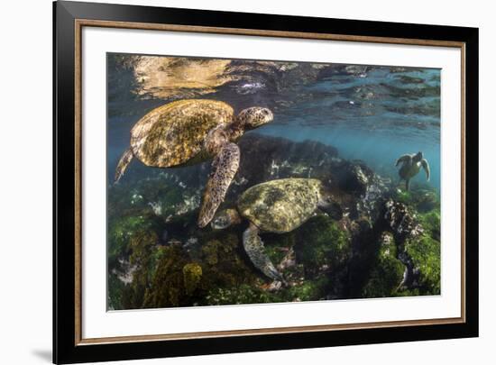 Three Galapagos Green Turtles (Chelonia Mydas Agassizii) Feeding on Seaweed Growing on Lava Rocks-Alex Mustard-Framed Photographic Print