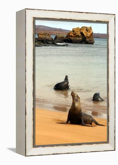 Three Galapagos Sea Lions Play on the Shore of Bartholomew Island. Ecuador, South America-Kymri Wilt-Framed Premier Image Canvas