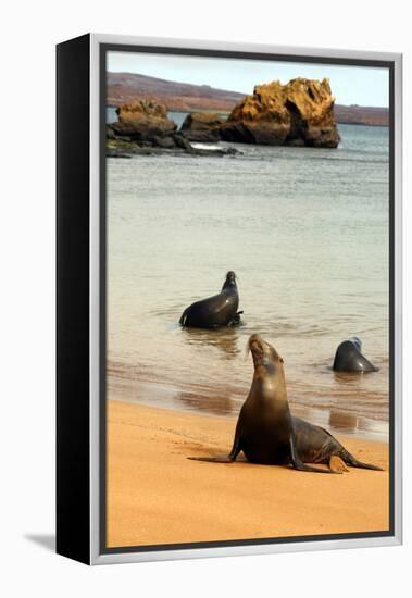 Three Galapagos Sea Lions Play on the Shore of Bartholomew Island. Ecuador, South America-Kymri Wilt-Framed Premier Image Canvas