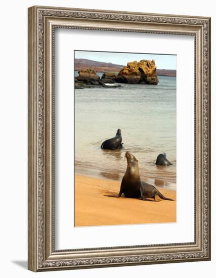 Three Galapagos Sea Lions Play on the Shore of Bartholomew Island. Ecuador, South America-Kymri Wilt-Framed Photographic Print