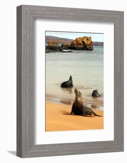 Three Galapagos Sea Lions Play on the Shore of Bartholomew Island. Ecuador, South America-Kymri Wilt-Framed Photographic Print