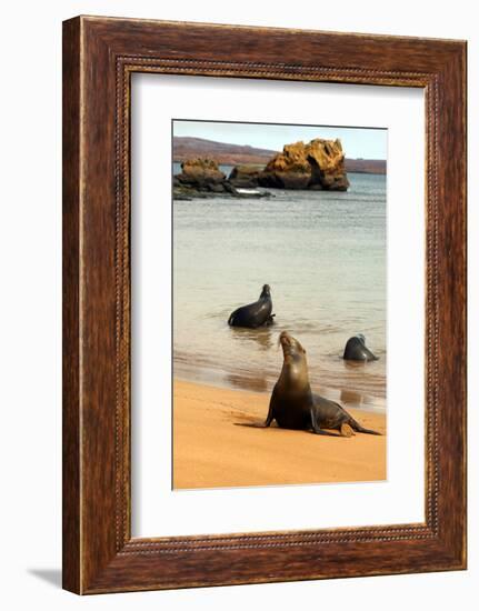 Three Galapagos Sea Lions Play on the Shore of Bartholomew Island. Ecuador, South America-Kymri Wilt-Framed Photographic Print