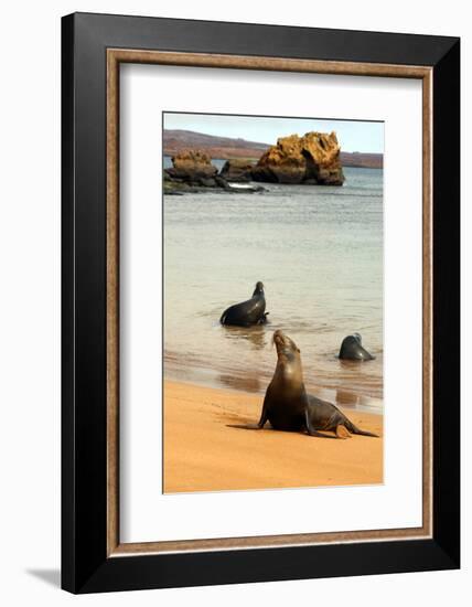 Three Galapagos Sea Lions Play on the Shore of Bartholomew Island. Ecuador, South America-Kymri Wilt-Framed Photographic Print