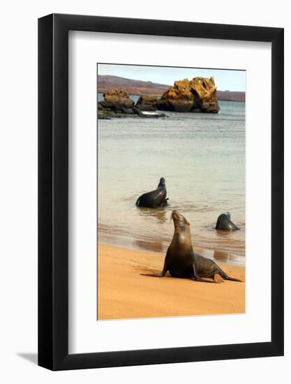 Three Galapagos Sea Lions Play on the Shore of Bartholomew Island. Ecuador, South America-Kymri Wilt-Framed Photographic Print