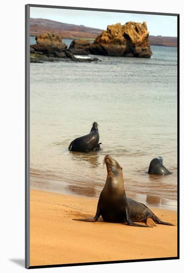 Three Galapagos Sea Lions Play on the Shore of Bartholomew Island. Ecuador, South America-Kymri Wilt-Mounted Photographic Print