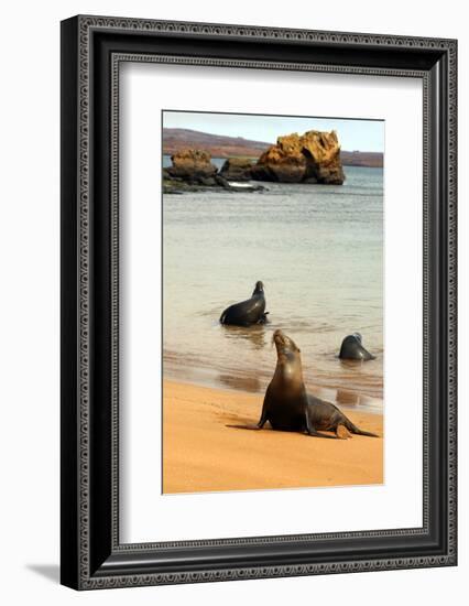 Three Galapagos Sea Lions Play on the Shore of Bartholomew Island. Ecuador, South America-Kymri Wilt-Framed Photographic Print