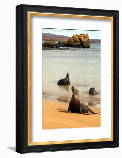 Three Galapagos Sea Lions Play on the Shore of Bartholomew Island. Ecuador, South America-Kymri Wilt-Framed Photographic Print