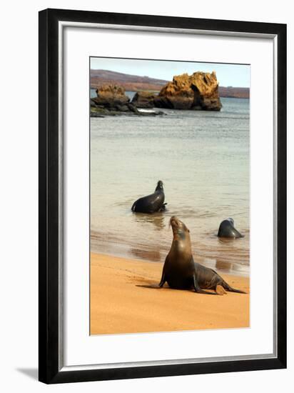 Three Galapagos Sea Lions Play on the Shore of Bartholomew Island. Ecuador, South America-Kymri Wilt-Framed Photographic Print